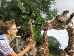 Adopce žirafy v ZOO Brno