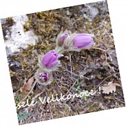 Náhodná fotografie