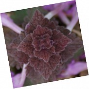 Náhodná fotografie